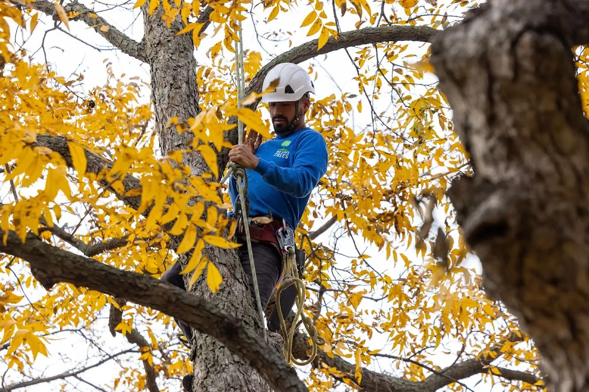 Skilled Tree Pruning crew working in Archbald