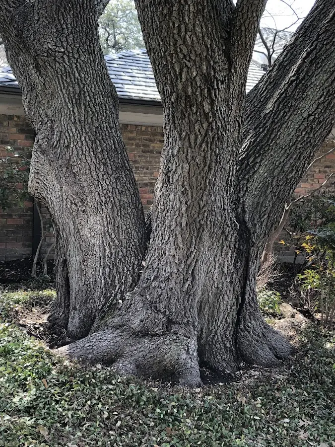 Mature heritage tree close to a Archbald property cared for by certified arborists